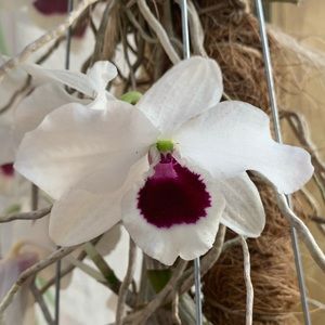 Meet your Posher, Daisy